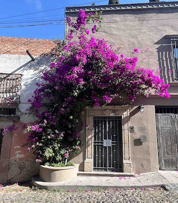 Bougainvillea San Miguel de Allende